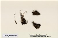 藏品(短葉苔屬)的圖片